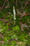 Beetleweed